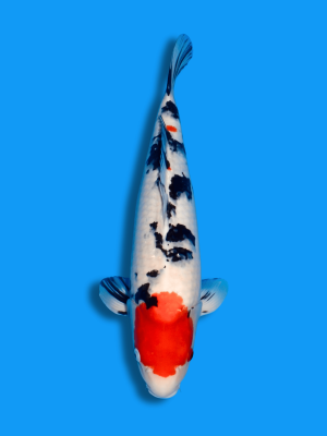 Tancho Sanke | Koi&Co.